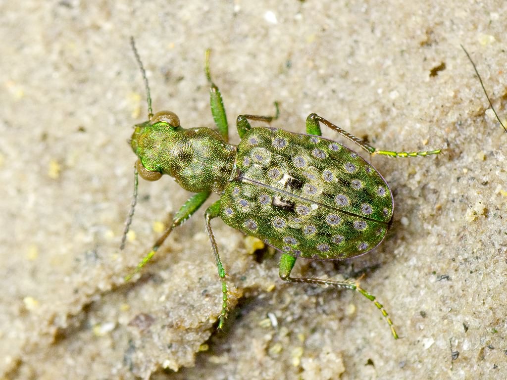 Elaphrus (Elaphrus) riparius (Linneus, 1758)